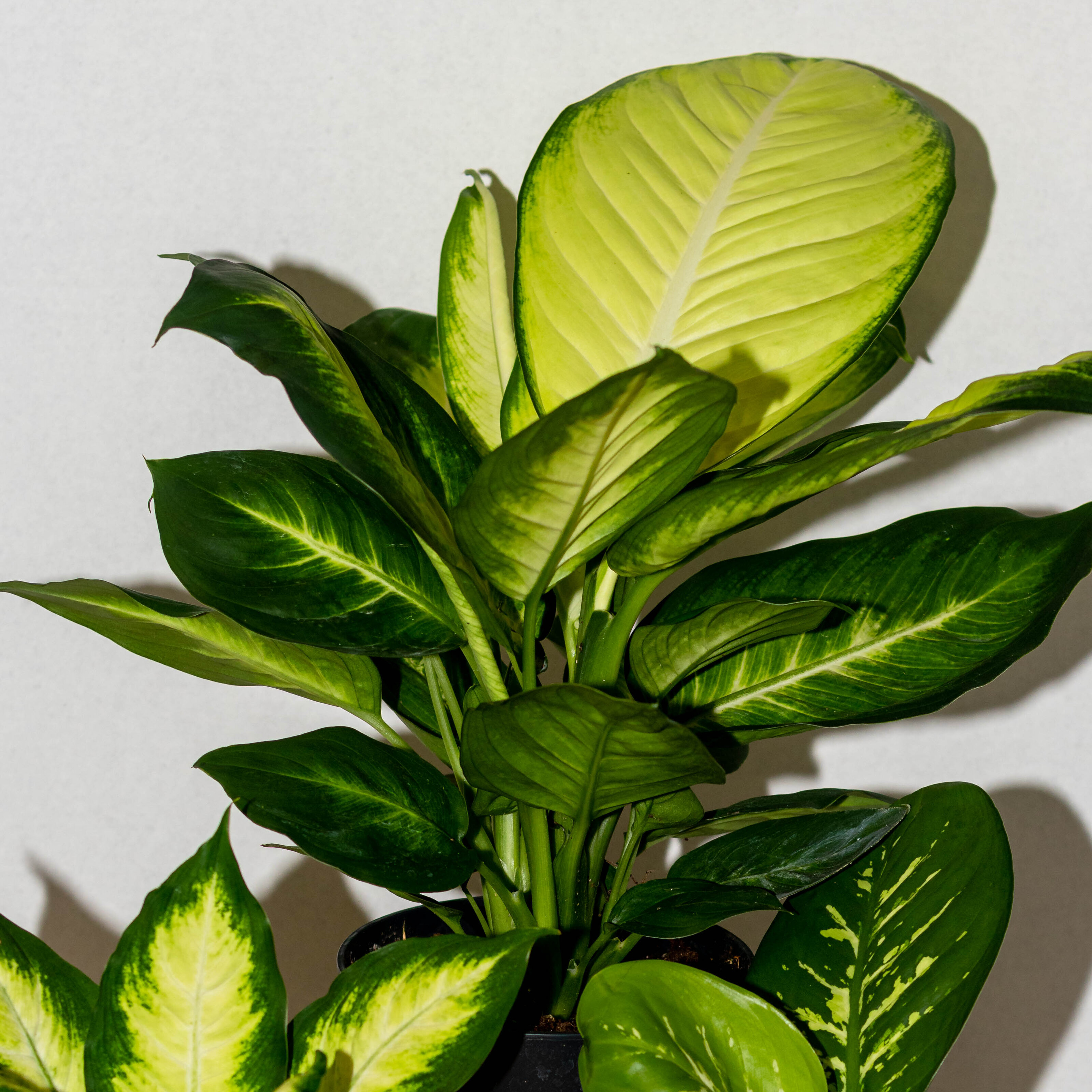 
  			<h4>A Personal Favorite I Wish I Had in College - Dieffenbachia!</h4>
      		<p>These plants are absolutely gorgeous, they can be fast growers, they can get tall with time, and there are so many cool, different varieties! They do like bright indirect light, and they are toxic, so be careful. During the growing season, thoroughly water Dieffenbachia about once a week, and during the winter reduce watering to about once every two weeks.
      		</p>
      		