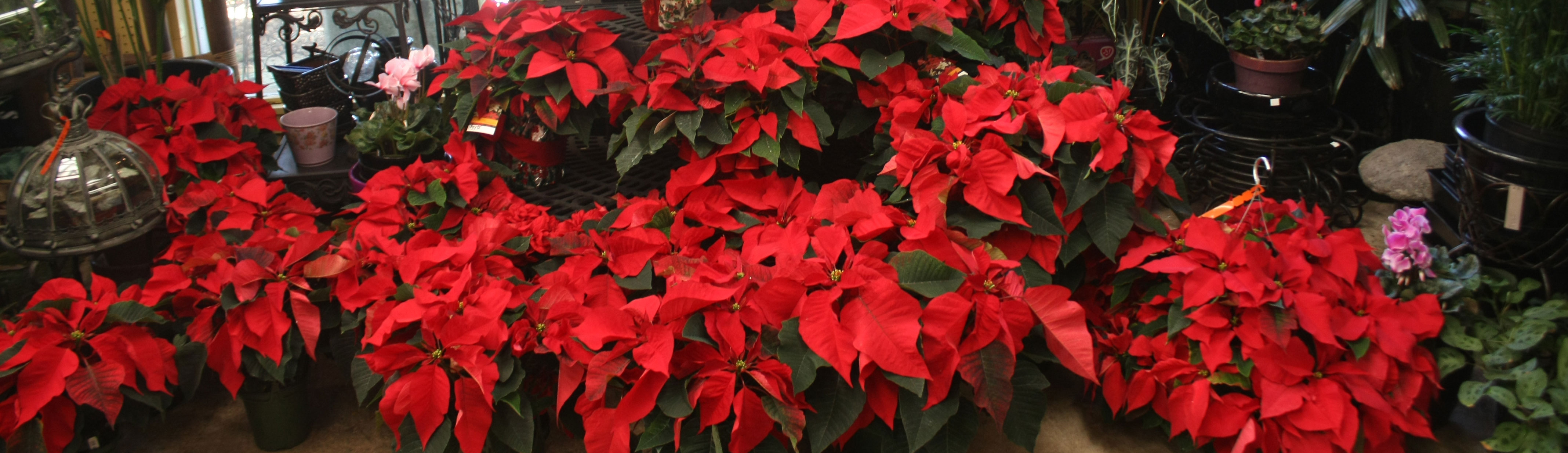 Poinsettias