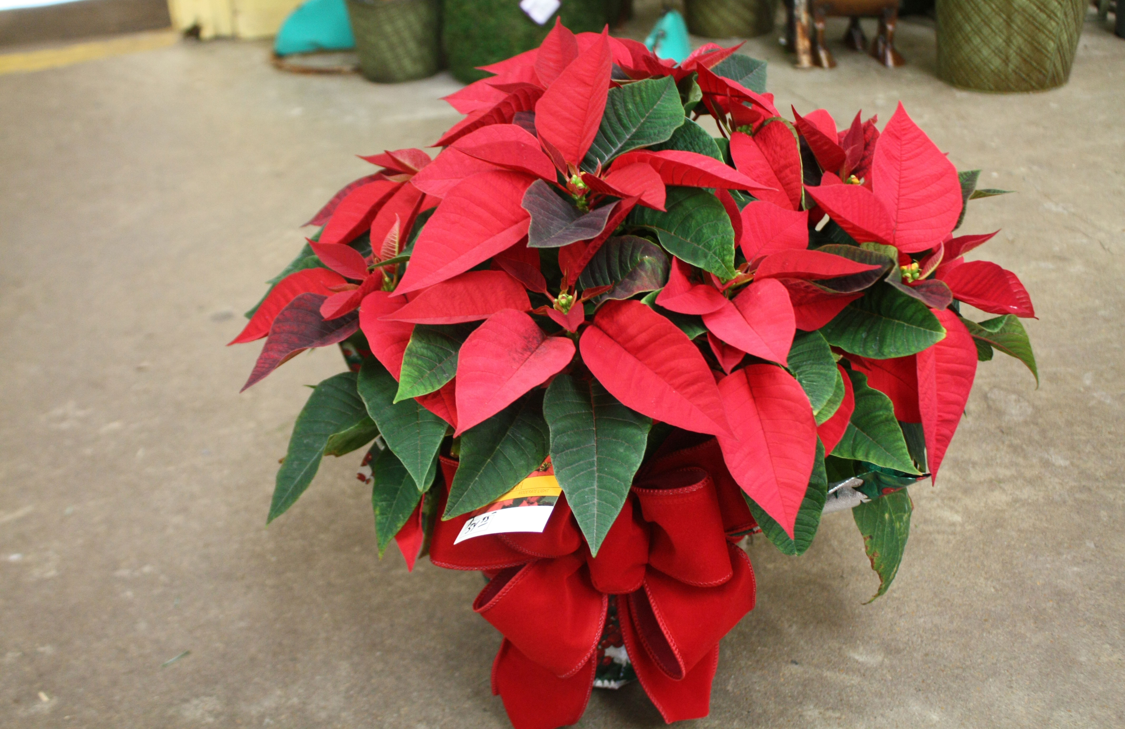 Wrapped Red Poinsettia