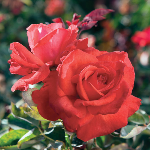 
  			<h4>Dolly Parton</h4>
      		<p>Hybrid Tea</p>
        	<p><b>Height/Habit:</b>  4' x 5'<br>
        	<b>Bloom Size:</b> Very Large<br>
        	<b>Fragrance:</b> Strong<br>
        	<b>Color:</b> Red<br>
        	Drop dead gorgeous, almost bigger than life. Extravagantly fragrant, with vibrant lipstick red color. What else would Dolly need?
      		</p>
      		